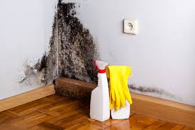 Best Basement Mold Removal  in Greenbelt, MD